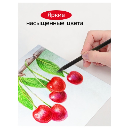Карандаши цветные Гамма "Мультики", 24цв., черное дерево,заточен., картон. упак., европодвес